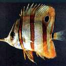 Image of Banded Longsnout Butterflyfish