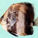 Image of Orangebanded coralfish