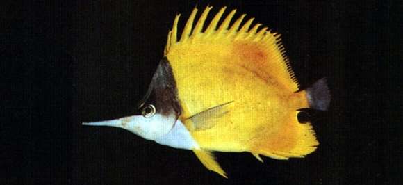 Image of Longnose butterflyfishes
