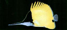 Image of Longnose butterflyfishes