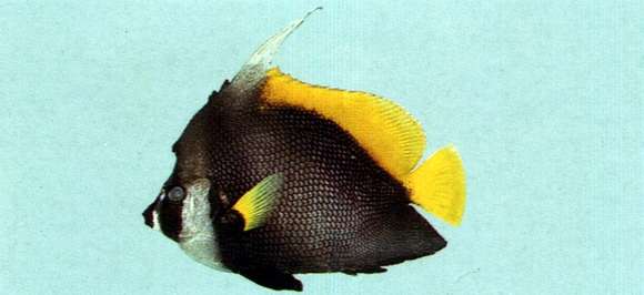 Image of Bannerfishes