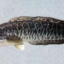 Image of Blotched snakehead