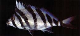 Image of Blackbarred morwong