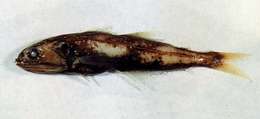 Image of deep-sea swallowers