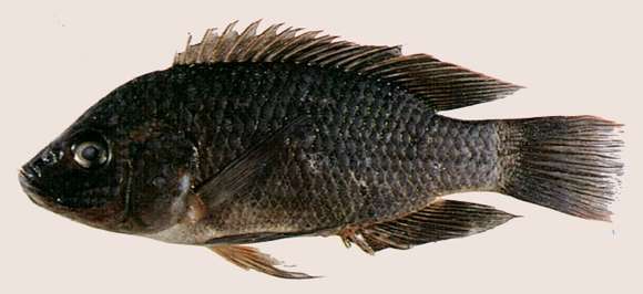Image of Oreochromis