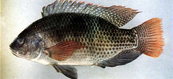 Image de Oreochromis