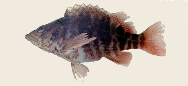 Image of Amblycirrhitus