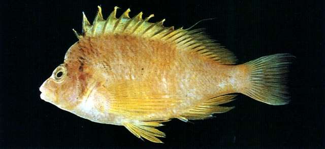 Image of Cirrhitichthys