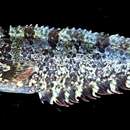 Image of Indonesia weedfish