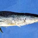 Image of Common Dolphin Fish