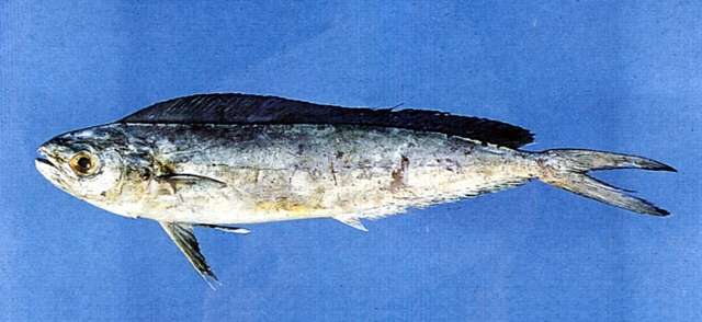 Image of dolphinfishes