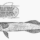 Image of Indian Suckerfish
