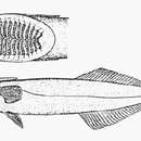 Imagem de Remora brachyptera (Lowe 1839)