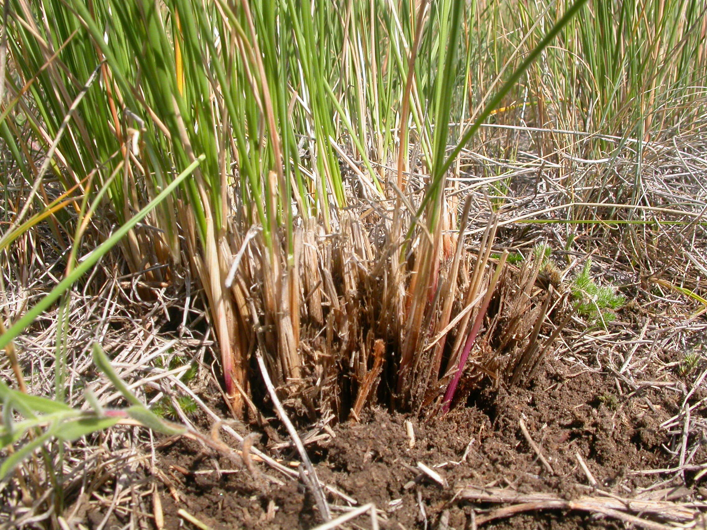 Plancia ëd Festuca campestris Rydb.