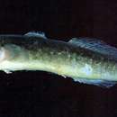 Image of Chinese gudgeon