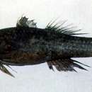 Image of Black-spotted gudgeon