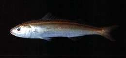 صورة Emmelichthys