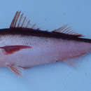 Image of Japanese rubyfish