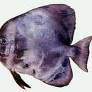 Image of Orbicular batfish