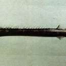 Image of Snake Mackerel