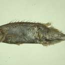 Image of Sackfish