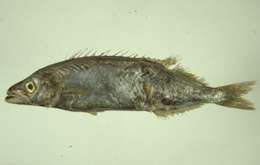 Image of Neoepinnula