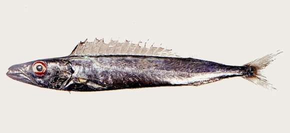 Image of Promethichthys