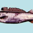 Image of Northern gemfish