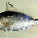 Image of Black-tipped Silver-biddy