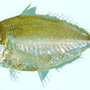 Image of Long-finned Silver Biddy
