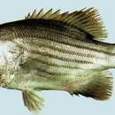 Image of Deepsea jewfish