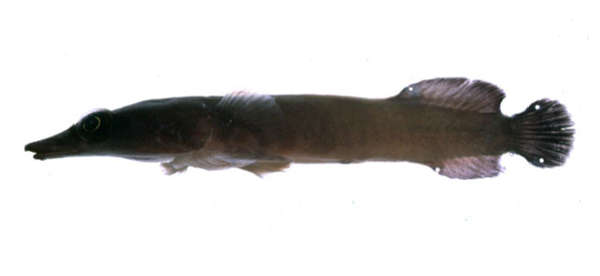 Image of Aspasmichthys