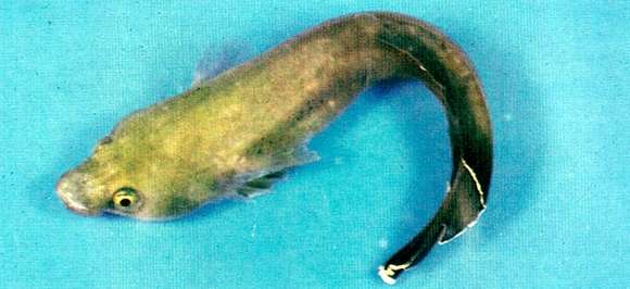 Image of Lepadichthys