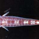 Image of Smalldisc clingfish