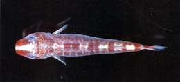 Image of Pherallodus