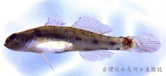 Image of Acentrogobius