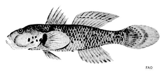 Слика од Acentrogobius