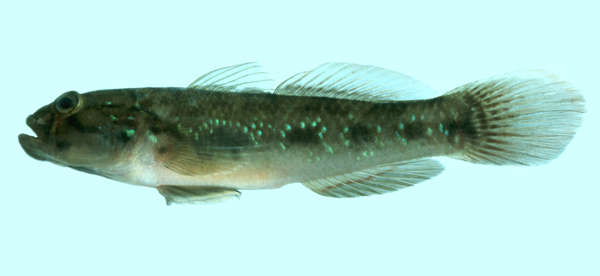 Слика од Acentrogobius