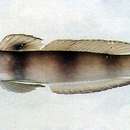 Image of Giant prawn-goby