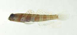 Amblyeleotris periophthalma (Bleeker 1853) resmi