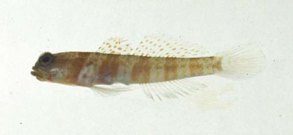 Image of Broad-banded shrimpgoby