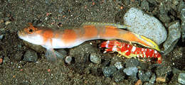 Image of Flagtail shrimpgoby