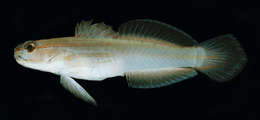 صورة Amblygobius