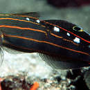 Image of Amblygobius rainfordi