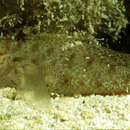 Image of Eyebar spiny goby