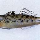 Image of Largesnout goby