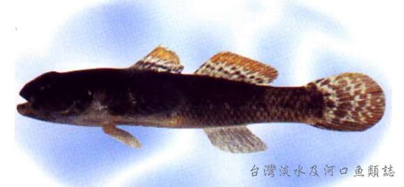 Image of frillgoby