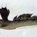 Image of Great blue spotted mudskipper