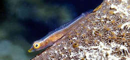 Image of Gobies