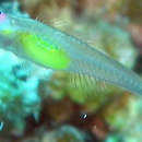 Image of Hovering whipgoby